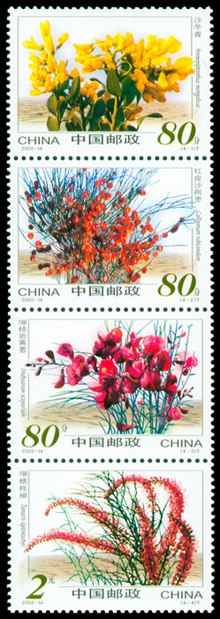 2002-14 沙漠植物