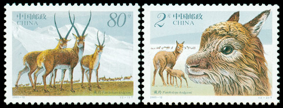2003-12 藏羚