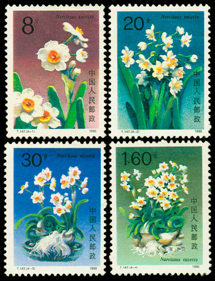 T147 水仙花