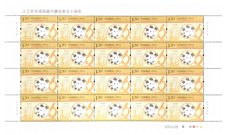 人工牛胰岛素大版 参考图