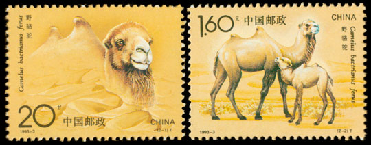 1993-3 野骆驼(T) 品种参考图