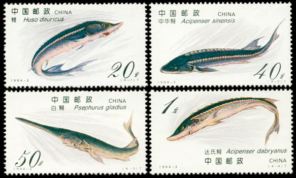 鲟（1994-3） 参考图