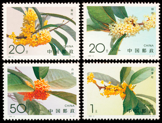 桂花（1995-6） 参考图