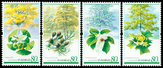2006-5 孑遗植物(T) 品种参考图