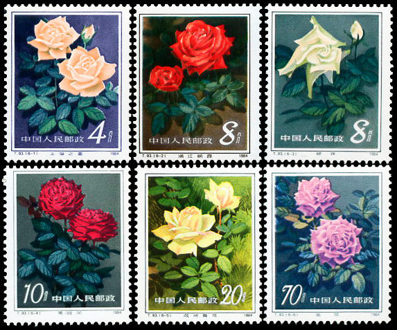 T93 月季花 品种参考图