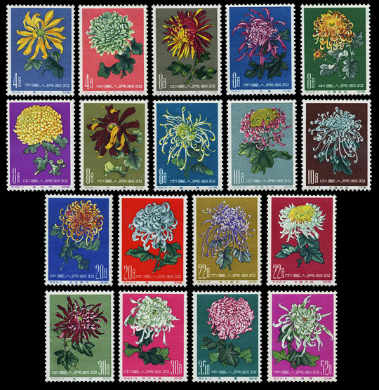 特44 菊花 参考图