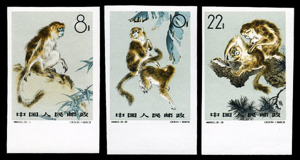 特60 金丝猴（无齿） 品种参考图